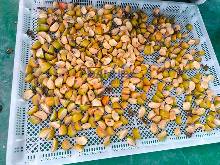 Persimmon slices
